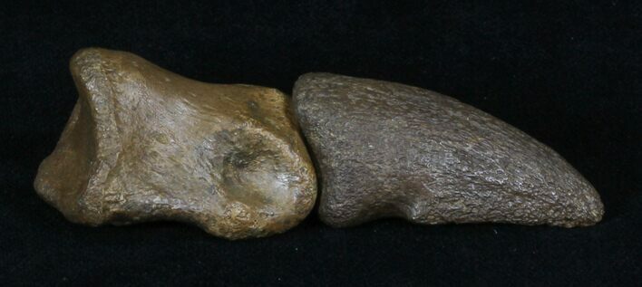 Thescelosaurus Claw & Toe Bone - Montana #31060